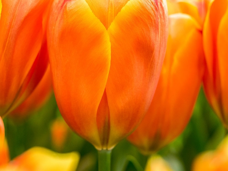 Picture of NETHERLANDS-LISSE. CLOSEUP OF BRIGHT ORANGE TULIP FLOWER.