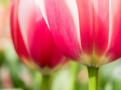 Picture of NETHERLANDS-LISSE. CLOSEUP OF PINK AND WHITE TULIP FLOWER.