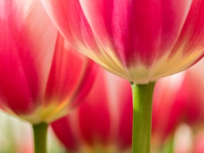 Picture of NETHERLANDS-LISSE. CLOSEUP OF PINK AND WHITE TULIP FLOWER.