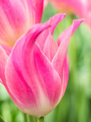 Picture of NETHERLANDS-LISSE. CLOSEUP OF PINK TULIP FLOWER.