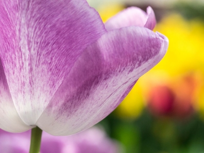 Picture of NETHERLANDS-LISSE. CLOSEUP OF PURPLE TULIP FLOWER.