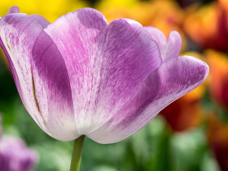 Picture of NETHERLANDS-LISSE. CLOSEUP OF PURPLE TULIP FLOWER.