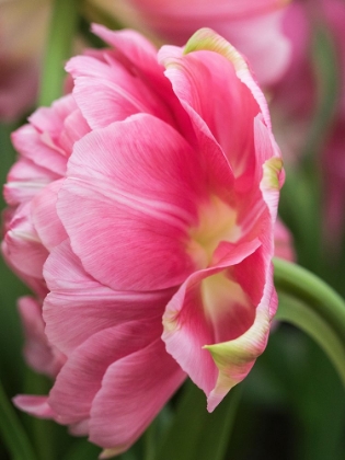 Picture of NETHERLANDS-LISSE. CLOSEUP OF A PINK TULIP FLOWER.