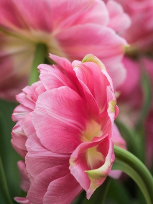 Picture of NETHERLANDS-LISSE. CLOSEUP OF A PINK TULIP FLOWER.