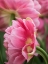 Picture of NETHERLANDS-LISSE. CLOSEUP OF A PINK TULIP FLOWER.