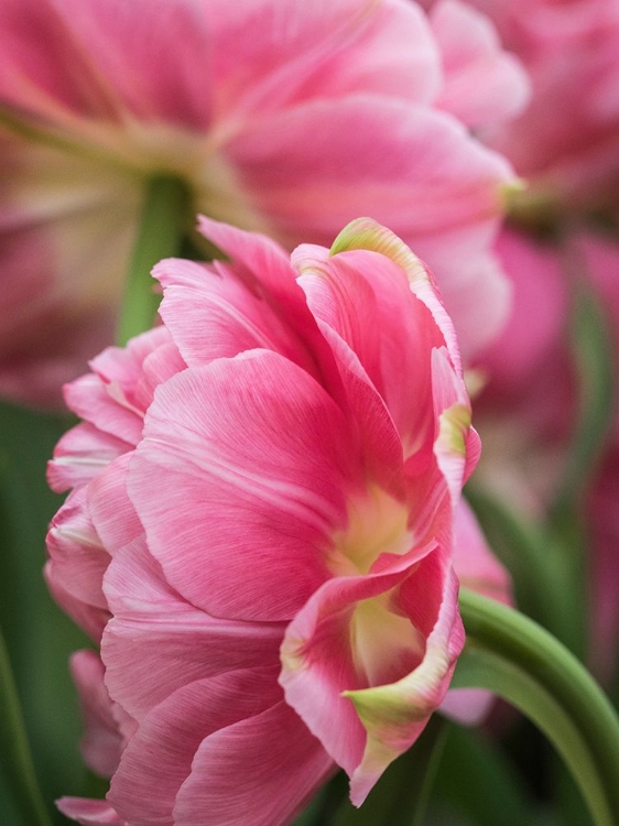 Picture of NETHERLANDS-LISSE. CLOSEUP OF A PINK TULIP FLOWER.