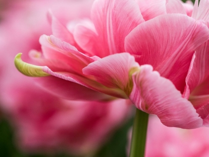 Picture of NETHERLANDS-LISSE. CLOSEUP OF THE UNDERSIDE OF SOFT PINK TULIP FLOWER.