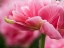 Picture of NETHERLANDS-LISSE. CLOSEUP OF THE UNDERSIDE OF SOFT PINK TULIP FLOWER.