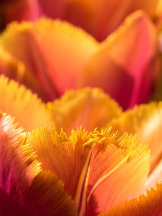 Picture of NETHERLANDS-LISSE. CLOSEUP OF AN ORANGE TULIP FLOWER.