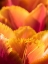 Picture of NETHERLANDS-LISSE. CLOSEUP OF AN ORANGE TULIP FLOWER.