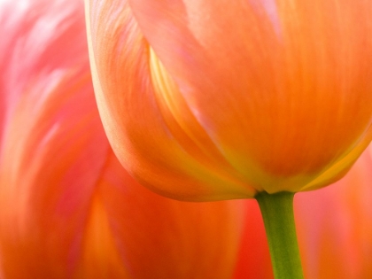 Picture of NETHERLANDS-LISSE. CLOSEUP OF AN ORANGE TULIP FLOWER.