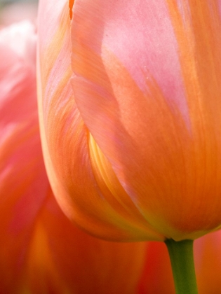 Picture of NETHERLANDS-LISSE. CLOSEUP OF AN ORANGE TULIP FLOWER.