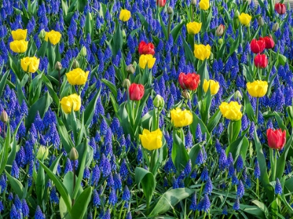 Picture of NETHERLANDS-LISSE. FLOWER DISPLAYS AT KEUKENHOF GARDENS.