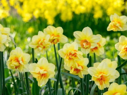 Picture of NETHERLANDS-LISSE. A VARIETY OF YELLOW AND ORANGE DOUBLE DAFFODILS (NARCISSUS HYBRIDS).