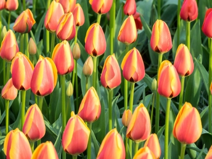 Picture of NETHERLANDS-LISSE. CLOSEUP OF A GROUP OF YELLOW AND ORANGE COLORED TULIPS.