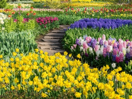 Picture of NETHERLANDS-LISSE. FLOWER DISPLAYS AT KEUKENHOF GARDENS.