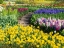 Picture of NETHERLANDS-LISSE. FLOWER DISPLAYS AT KEUKENHOF GARDENS.