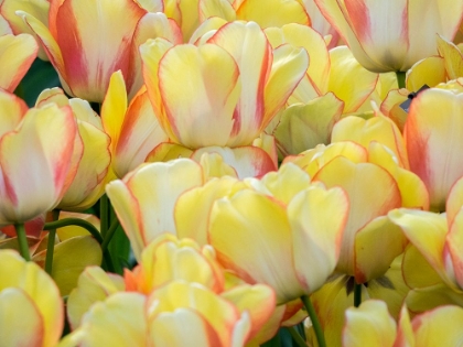 Picture of NETHERLANDS-LISSE. CLOSEUP OF A GROUP OF YELLOW AND ORANGE COLORED TULIPS.