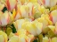 Picture of NETHERLANDS-LISSE. CLOSEUP OF A GROUP OF YELLOW AND ORANGE COLORED TULIPS.
