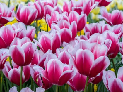 Picture of NETHERLANDS-LISSE. CLOSEUP OF A GROUP OF PINK AND WHITE COLORED TULIPS.