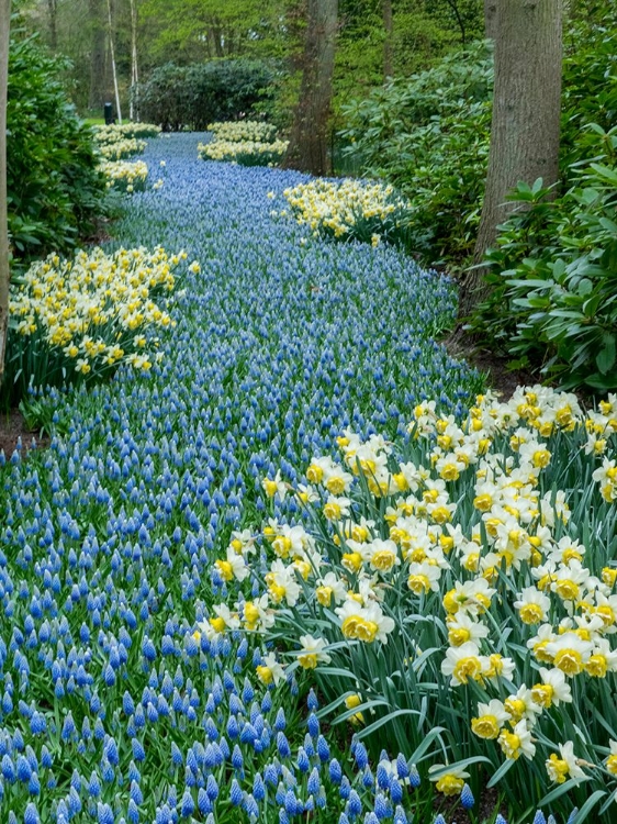 Picture of NETHERLANDS-LISSE. FLOWER DISPLAYS AT KEUKENHOF GARDENS.