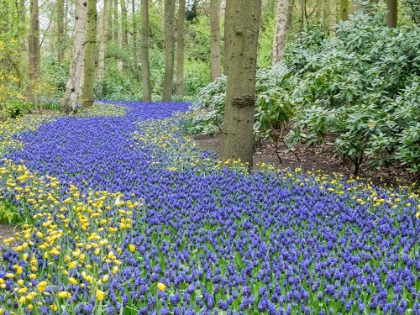 Picture of NETHERLANDS-LISSE. FLOWER DISPLAYS AT KEUKENHOF GARDENS.