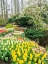 Picture of NETHERLANDS-LISSE. FLOWER DISPLAYS AT KEUKENHOF GARDENS.