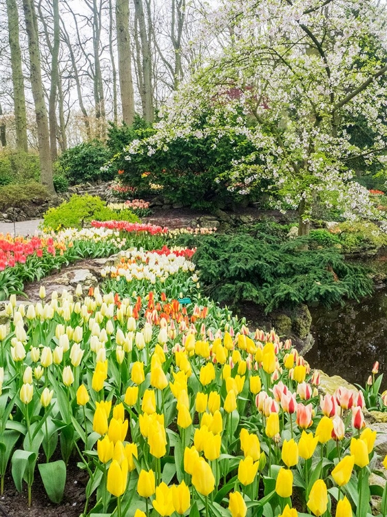 Picture of NETHERLANDS-LISSE. FLOWER DISPLAYS AT KEUKENHOF GARDENS.