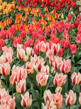 Picture of NETHERLANDS-LISSE. CLOSEUP OF FLOWER DISPLAYS AT KEUKENHOF GARDENS.