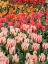 Picture of NETHERLANDS-LISSE. CLOSEUP OF FLOWER DISPLAYS AT KEUKENHOF GARDENS.