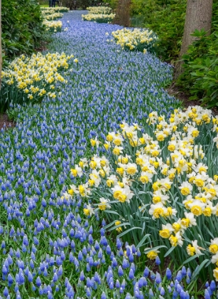 Picture of NETHERLANDS-LISSE. FLOWER DISPLAYS AT KEUKENHOF GARDENS.