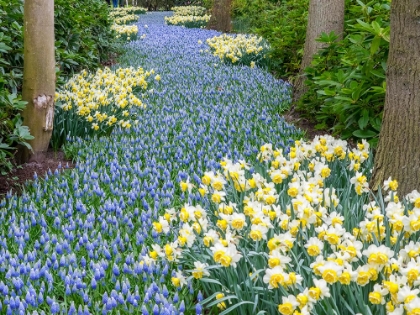 Picture of NETHERLANDS-LISSE. FLOWER DISPLAYS AT KEUKENHOF GARDENS.