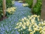 Picture of NETHERLANDS-LISSE. FLOWER DISPLAYS AT KEUKENHOF GARDENS.