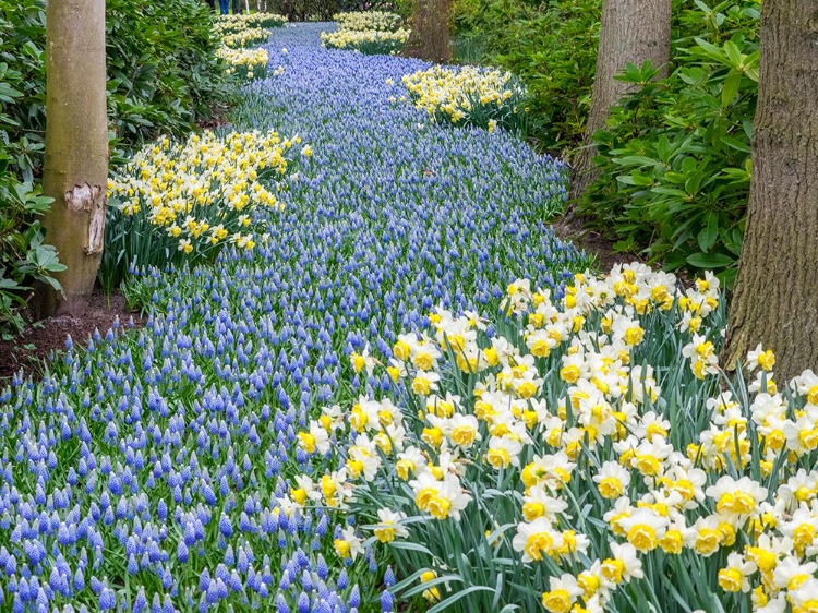 Picture of NETHERLANDS-LISSE. FLOWER DISPLAYS AT KEUKENHOF GARDENS.