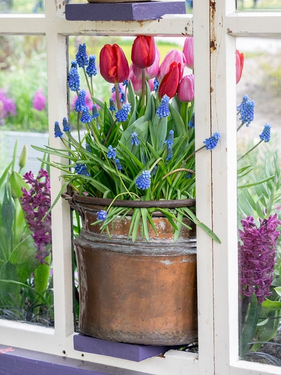 Picture of NETHERLANDS-LISSE. FLOWER DISPLAY OF TULIPS AND GRAPE HYACINTHS IN A POT.