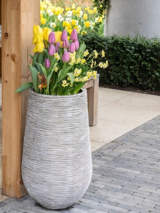Picture of NETHERLANDS-LISSE. TALL FLOWER POT WITH YELLOW TULIPS AND NARCISSUS.