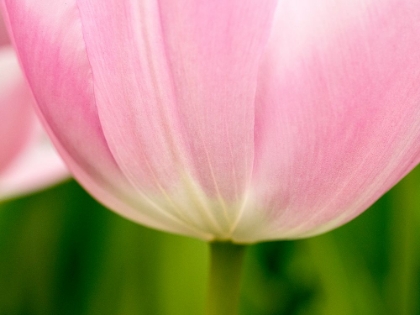 Picture of NETHERLANDS-LISSE. CLOSEUP OF THE UNDERSIDE OF A SOFT PINK TULIP.