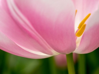 Picture of NETHERLANDS-LISSE. CLOSEUP OF THE UNDERSIDE OF A SOFT PINK TULIP.