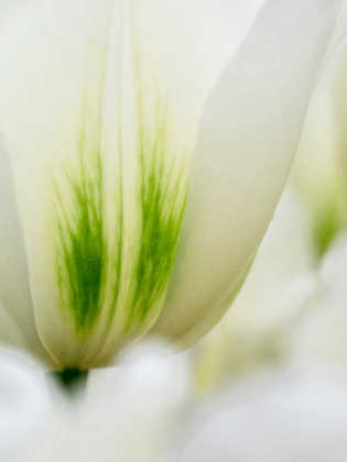 Picture of NETHERLANDS-LISSE. CLOSEUP OF A WHITE AND GREEN TULIP.