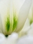 Picture of NETHERLANDS-LISSE. CLOSEUP OF A WHITE AND GREEN TULIP.