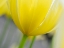 Picture of NETHERLANDS-LISSE. CLOSEUP OF THE UNDERSIDE OF A YELLOW TULIP.