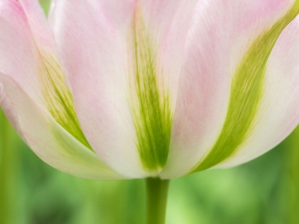 Picture of NETHERLANDS-LISSE. CLOSEUP OF A SOFT PINK TULIP WITH GREEN STREAKS.