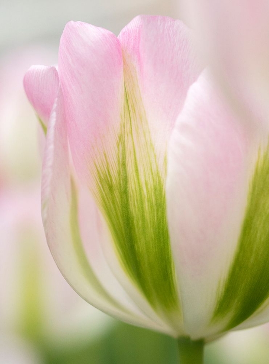 Picture of NETHERLANDS-LISSE. CLOSEUP OF A SOFT PINK TULIP WITH GREEN STREAKS.