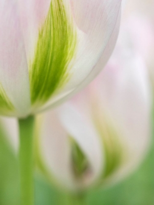 Picture of NETHERLANDS-LISSE. CLOSEUP OF A SOFT PINK TULIP WITH GREEN STREAKS.