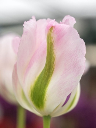 Picture of NETHERLANDS-LISSE. CLOSEUP OF A SOFT PINK TULIP WITH GREEN STREAKS.