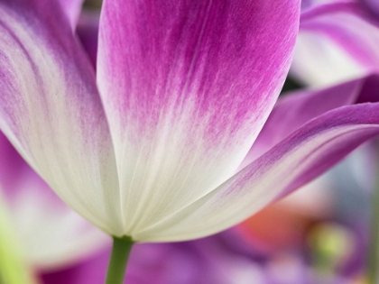 Picture of NETHERLANDS-LISSE. CLOSEUP OF A PURPLE AND WHITE TULIP.