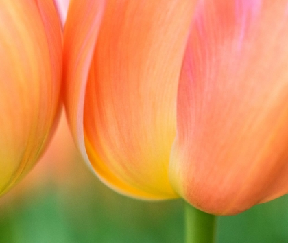 Picture of NETHERLANDS-LISSE. CLOSEUP OF ORANGE TULIPS.