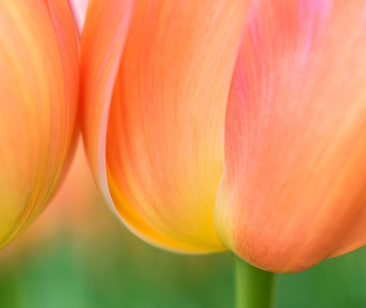 Picture of NETHERLANDS-LISSE. CLOSEUP OF ORANGE TULIPS.