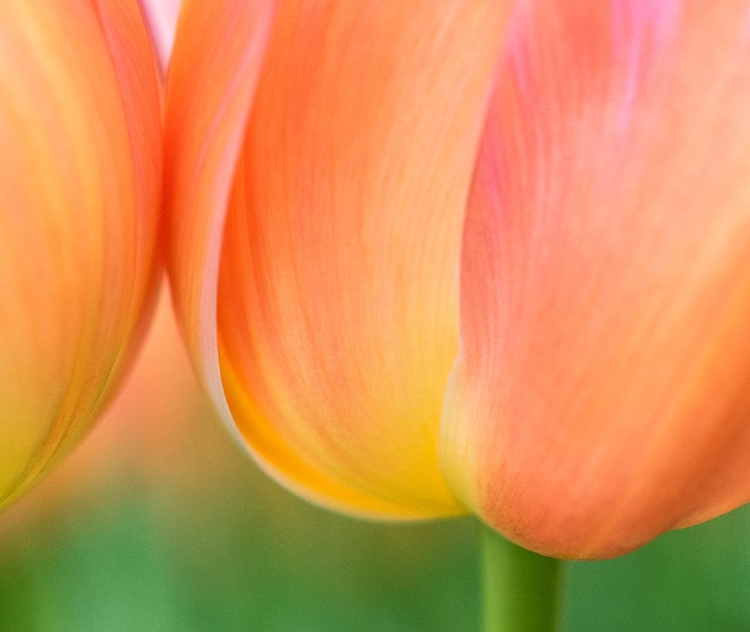 Picture of NETHERLANDS-LISSE. CLOSEUP OF ORANGE TULIPS.