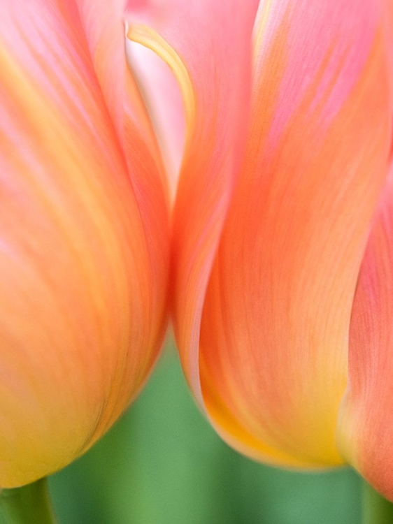 Picture of NETHERLANDS-LISSE. CLOSEUP OF ORANGE TULIPS.